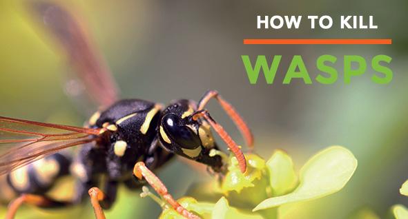 How To Kill Wasps